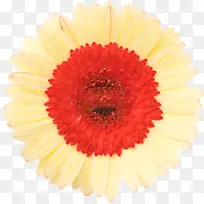 单朵双色大朵菊花