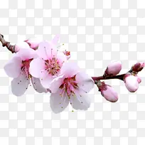 樱花 摄影图 高清 免扣