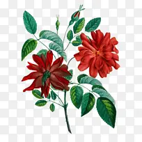 复古手绘植物花卉插画矢量图