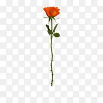 节日氛围情人节玫瑰花