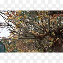 深秋时节的梧桐树