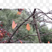 秋天光秃的树枝