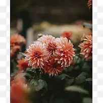 摄影 矢车菊 花朵 植物