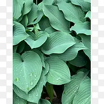 铺满屏幕的绿色叶子
