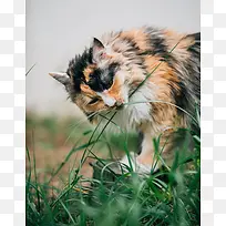 吃草的小猫咪