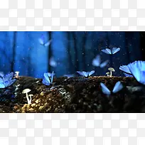 蝴蝶蘑菇梦幻