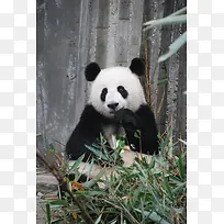 吃竹子的熊猫啊