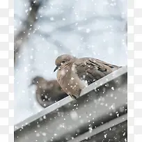 在雪天中的鸟