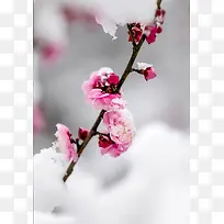美景之冬雪与梅