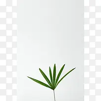植物风格背景