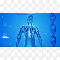 人体骨骼DNA