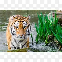 水中的大老虎