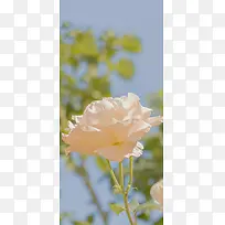 白玫瑰单支图