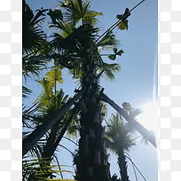 原相机蓝天树叶