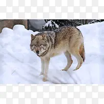 雪地上孤独的狼