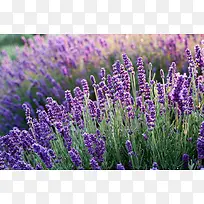 紫色的花薰衣草