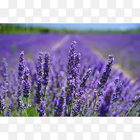 紫色薰衣草花丛背景