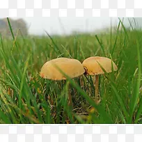 春天小草里的蘑菇