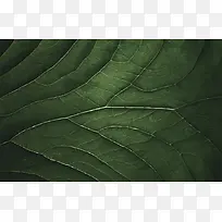 纹理背景