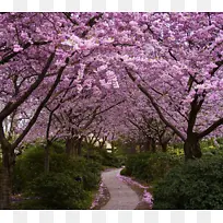 粉红盛开树林道路