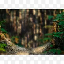 森林摄影后期背景