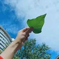 叶子天空心形头像背景