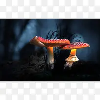 蘑菇，唯美，安静