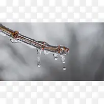 结冰自然树枝