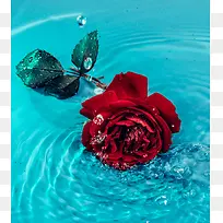 飘在水上的玫瑰花