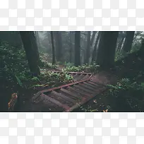 森林里的台阶