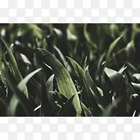 田野里的植物