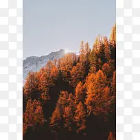 秋天橙色的树木