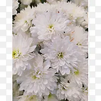 正面的大白菊花