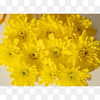 一大朵黄色的菊花