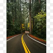 森林公路摄影背景