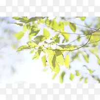树叶 绿色 植物 摄影