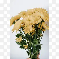 菊花   手捧
