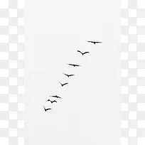 一排大雁在空中飞翔