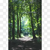 森林小路神秘绿色