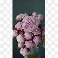 淡粉色的牡丹花