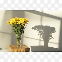 光影好看的菊花素材