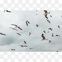 翱翔中的一群大雁