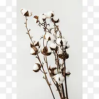 饱满的棉花支