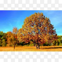 秋天，树木，落叶，自然，大树
