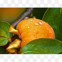 水润润的柿子