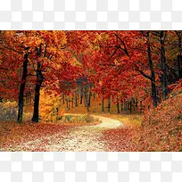 秋天，小路，树木，落叶，森林