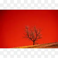 红色下的树