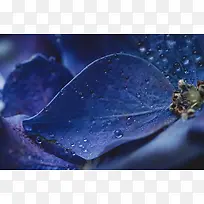 蓝色水滴设计树叶
