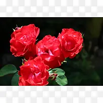 花朵 红色 玫瑰