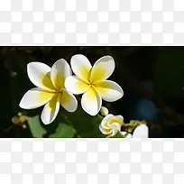 白色带黄的花朵